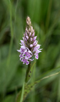 2023 06 05 Common Spotted Orchid Chambers Farm Wood Lincolnshire_Z5A4992
