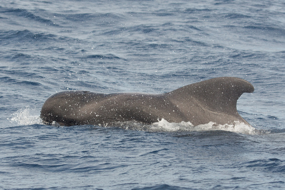 Short finned Pilot Whale off Pico Azores Portugal_Z5A0918