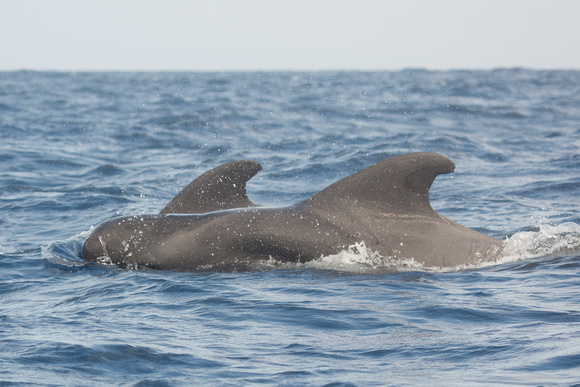 Short finned Pilot Whale off Pico Azores Portugal_Z5A0878