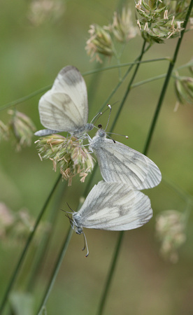 2023 06 17 Wood White Selsey Forest Northamptonshire_Z5A5899