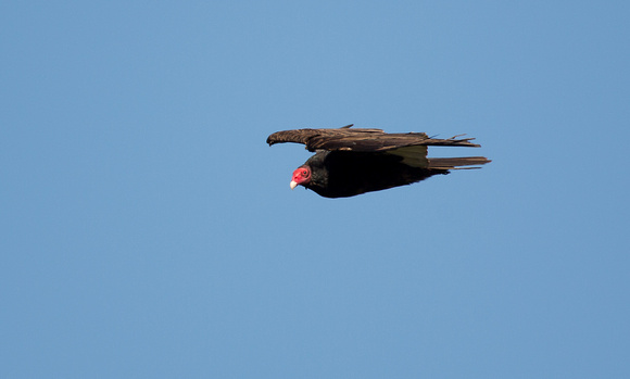 Turkey Vulture California_Z5A7999