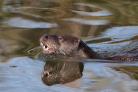 2025 03 09 Otter Mildenhall Suffolk_81A0428