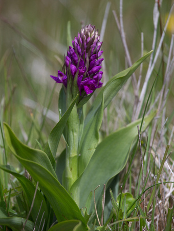 Northern Marsh Orchid Scotland_Z5A6403