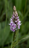 2023 06 05 Common Spotted Orchid Chambers Farm Wood Lincolnshire_Z5A5000