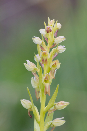 Frog Orchid Suffolk_Z5A7955