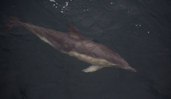 Common Dolphin off Coll  Scotland_Z5A5490