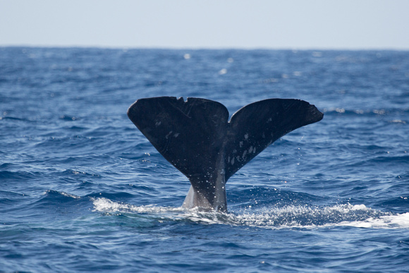 Sperm Whale off Pico Azores Portugal_Z5A2574