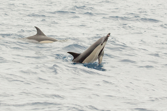 Common Dolphin off Pico Azores Portugal_Z5A3531