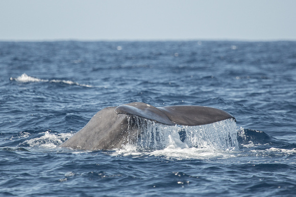 Sperm Whale off Pico Azores Portugal_Z5A2571