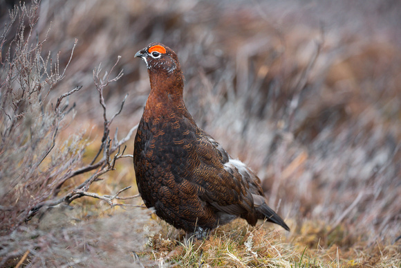 2023 03 29 Red Grouse Lochindorb Scotland_Z5A9482