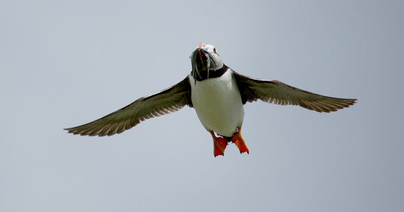 Puffin Northumberland_Z5A8626