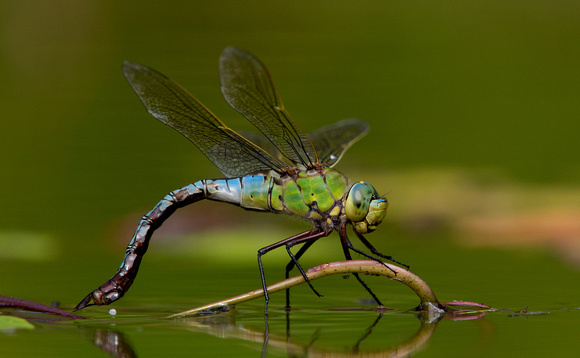 Emperor Dragonfly Norfolk_Z5A2426
