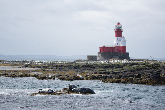 2022 06 11 Grey Seals Farne Islands Northumberland_Z5A4685