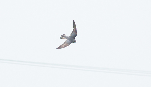 2023 06 18 Red footed Falcon Thorpe Marsh Haddiscoe Norfolk_Z5A6304
