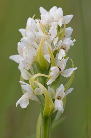Early Marsh Orchid (ochroleuca) Suffolk_Z5A8163