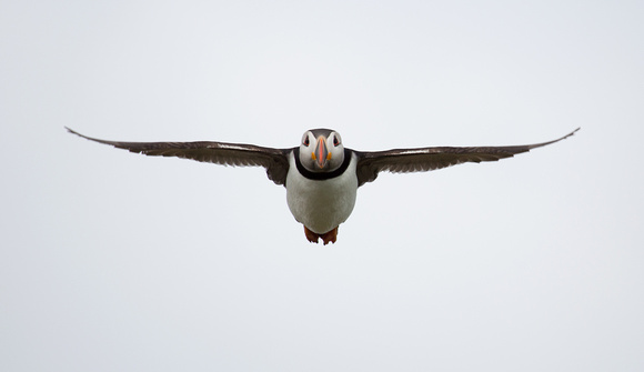 Puffin Northumberland_Z5A8123