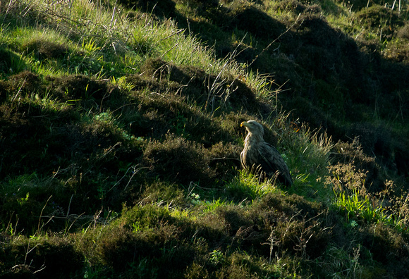 White tailed Eagle Scotland_Z5A9731