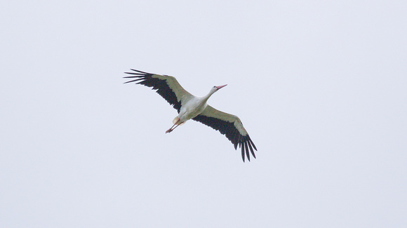 2023 07 05 White Stork Knepp West Sussex_Z5A7612