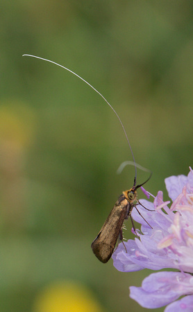 2023 07 08 Green Long Horned Moth Daneway Banks Sapperton Gloucestershire_Z5A7972