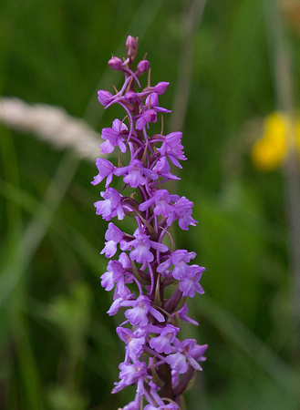 Fragrant Orchid Hampshire_Z5A5890