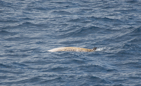 Cuvier's Beaked Whale Bay of Biscay_Z5A8800