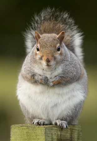 Grey Squirrel Suffolk_Z5A9355