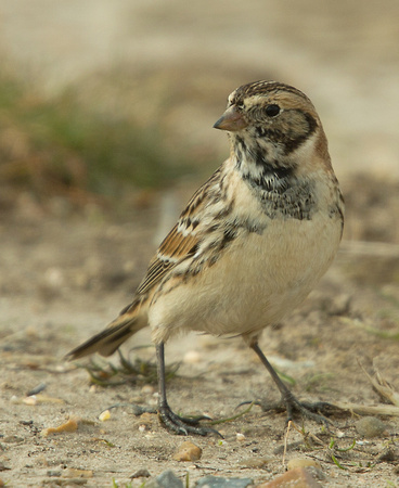 Lapland Bunting Norfolk_Z5A5252