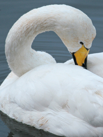 Whooper Swan Norfolk IMG_7119