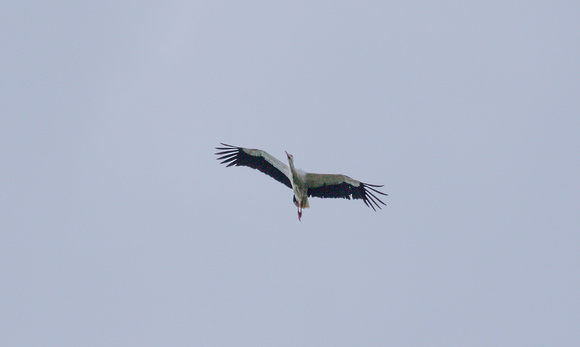 2023 07 05 White Stork Knepp West Sussex_Z5A7596