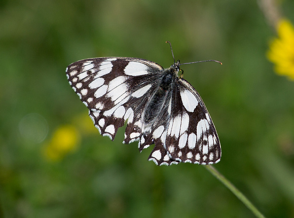 Marbled White Hampshire_Z5A5922