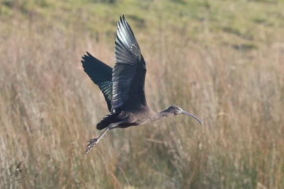 2025 03 03 Glossy Ibis Stiffkey Flood Norfolk_81A9640