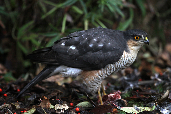 Sparrowhawk Norfolk IMG_5124
