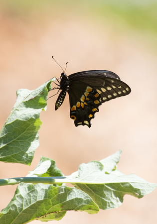 Black Swallowtail  Massachusetts USA_Z5A5627