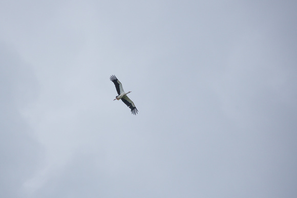 2023 07 05 White Stork Knepp West Sussex_Z5A7598