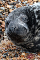 2024 12 17 Grey Seal Blakeney Norfolk_81A4692