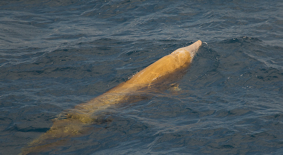 Cuvier's Beaked Whale Bay of Biscay_Z5A8766