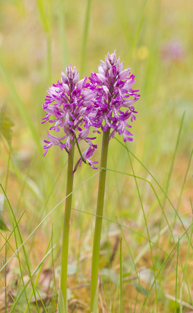Military Orchid Suffolk_Z5A2215