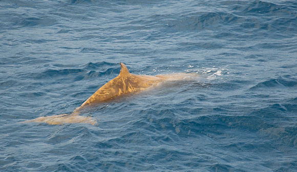 Cuvier's Beaked Whale Bay of Biscay_Z5A8761