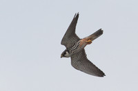 2025 05 14 Hobby Hickling Norfolk_81A1912