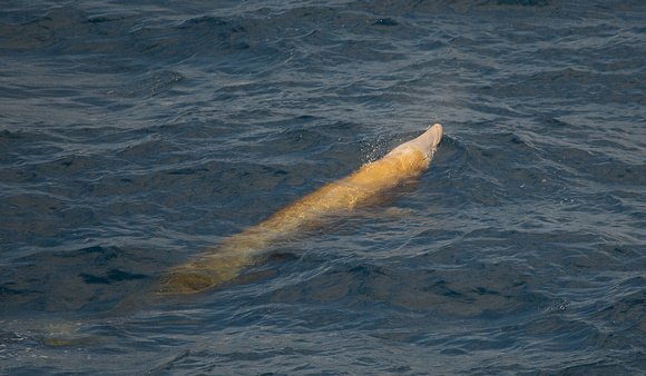 Cuvier's Beaked Whale Bay of Biscay_Z5A8764