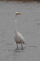 2024 12 17 Great White Egret Cley Marshes Cley Next the Sea Norfolk_81A4724