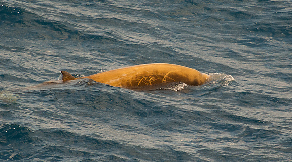 Cuvier's Beaked Whale Bay of Biscay_Z5A8780