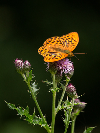 Silver Washed Fritillary Northamptonshire_Z5A7912