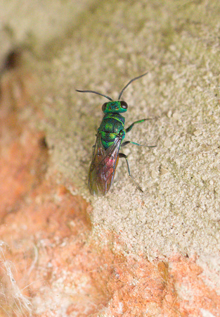 2022 06 07 Ruby Tailed Wasp Chambers Wood Farm Lincolnshire_Z5A3970