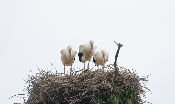 2023 07 04 White Stork Knepp West Sussex_Z5A7329