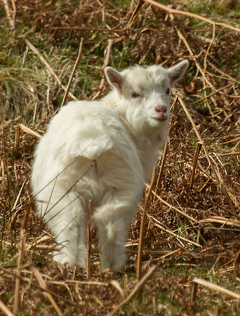 Feral Goat Scotland_Z5A7101