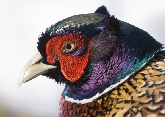 Pheasant Norfolk_MG_9051