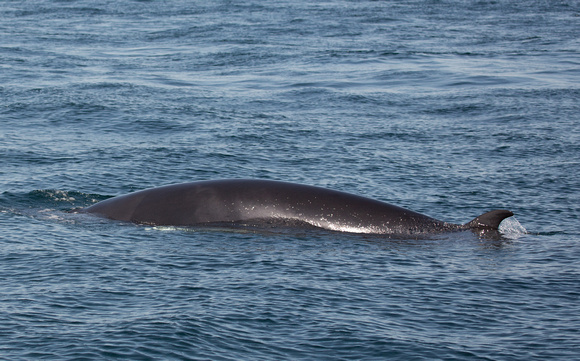 Minke Whale Off Mull Scotland_Z5A9636