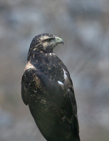 Black-Chested Buzzard-Eagle Ecuador IMG_3475