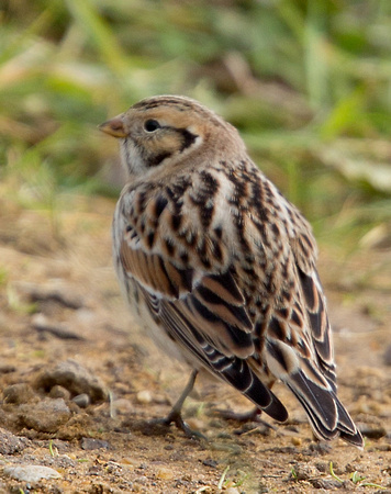 Lapland Bunting Norfolk_Z5A3772